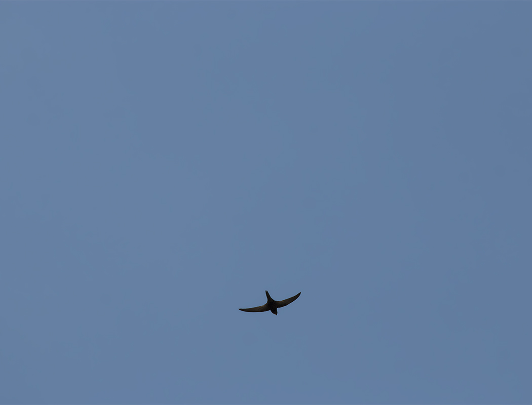Common Swift