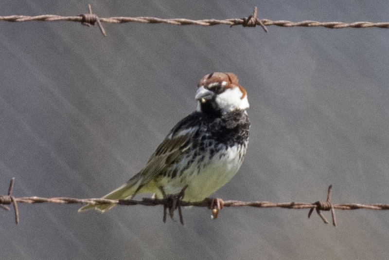 Spanish Sparrow