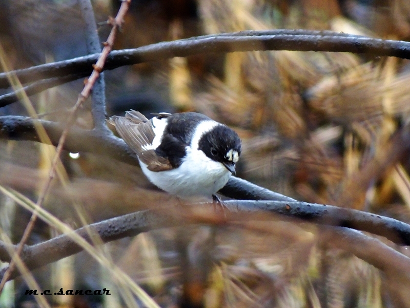 Collared Flycatcher