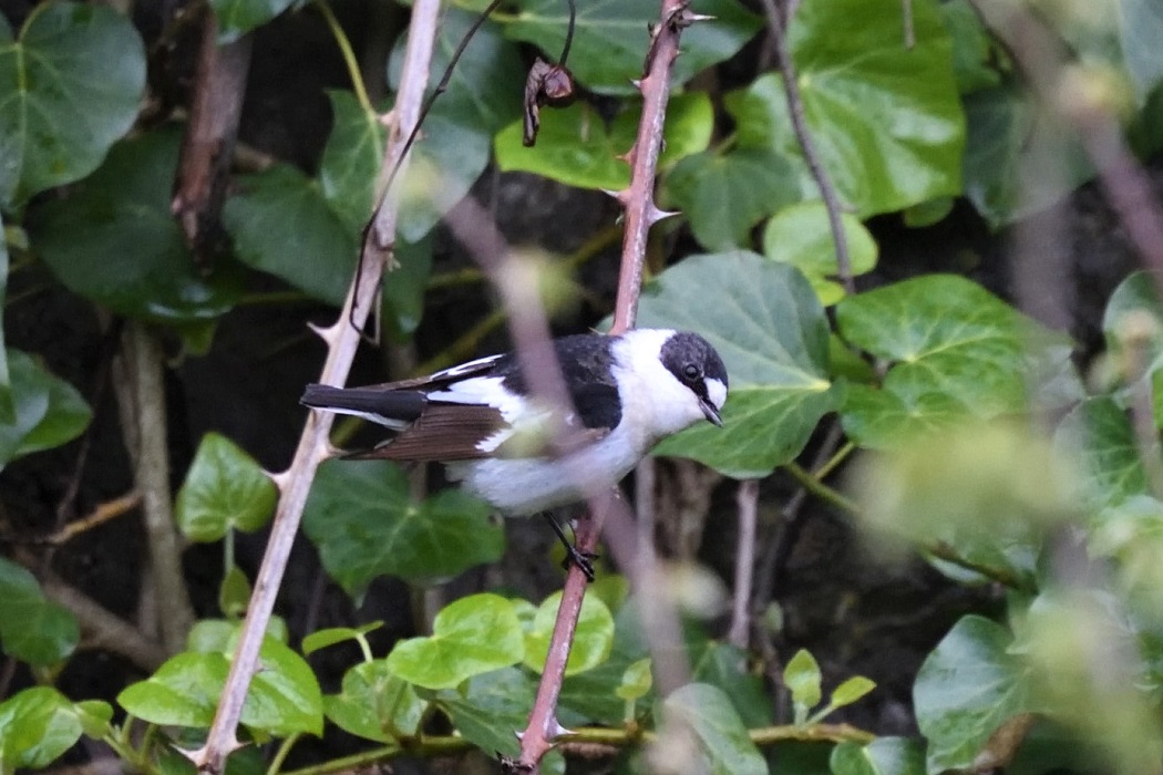 Collared Flycatcher