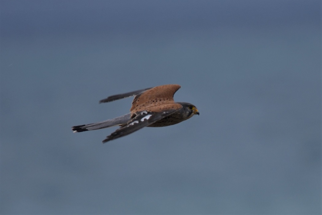 Common Kestrel