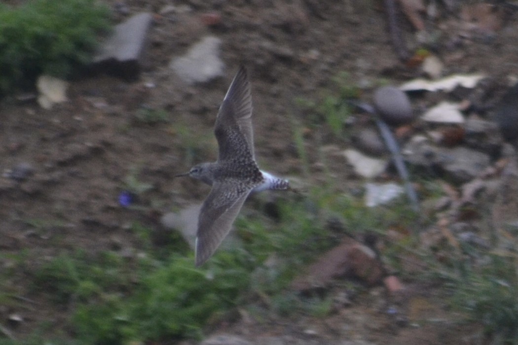 Wood Sandpiper