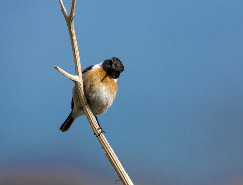 European Stonechat