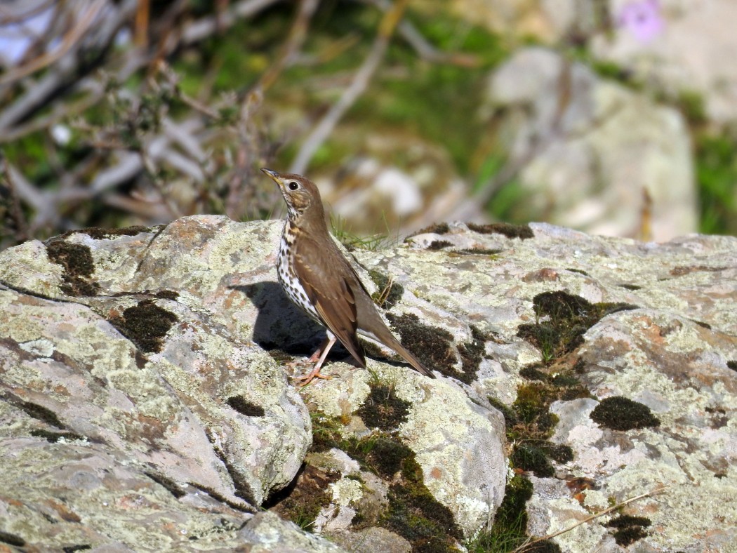Song Thrush