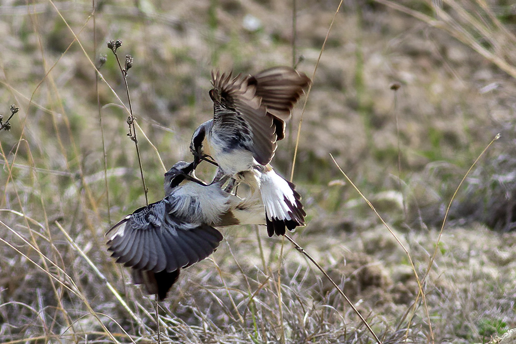 Northern Wheatear