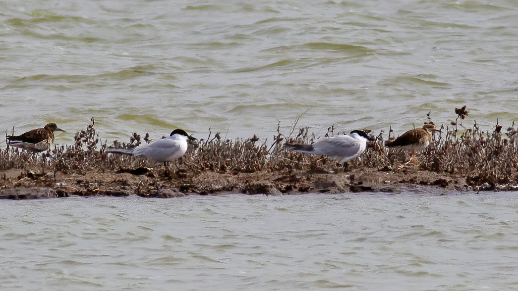 Gull-billed Tern