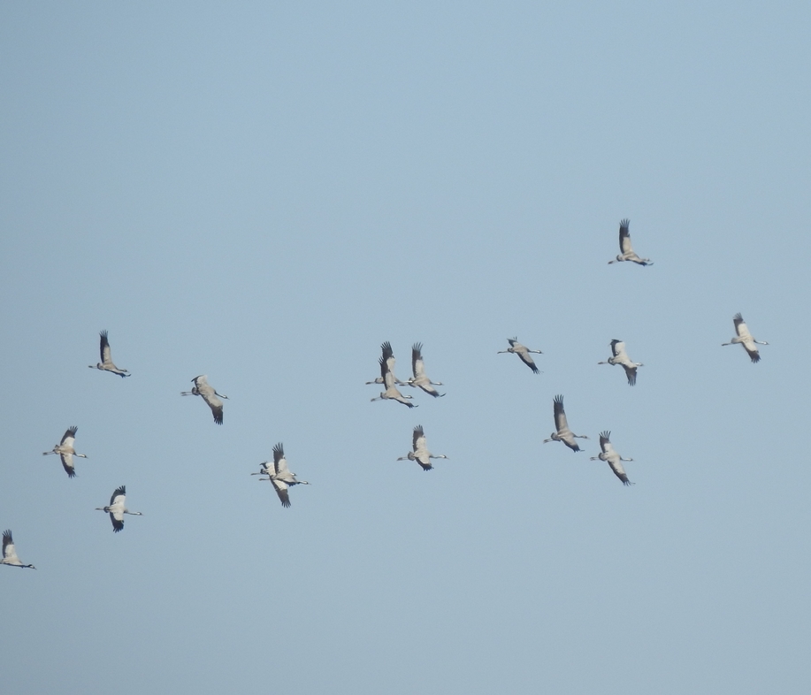 Common Crane