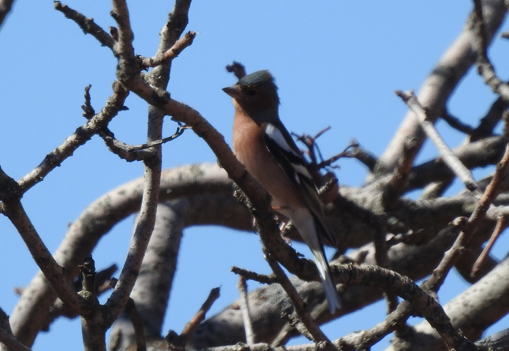 Eurasian Chaffinch