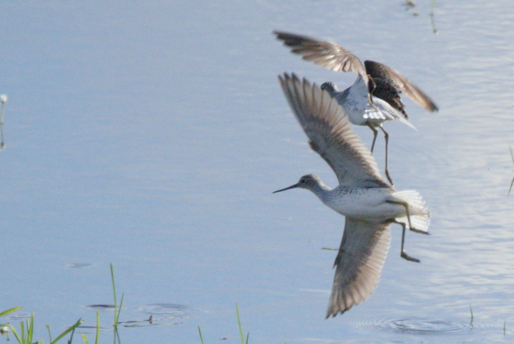 Marsh Sandpiper