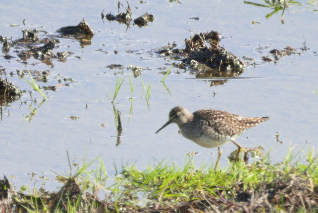 Wood Sandpiper