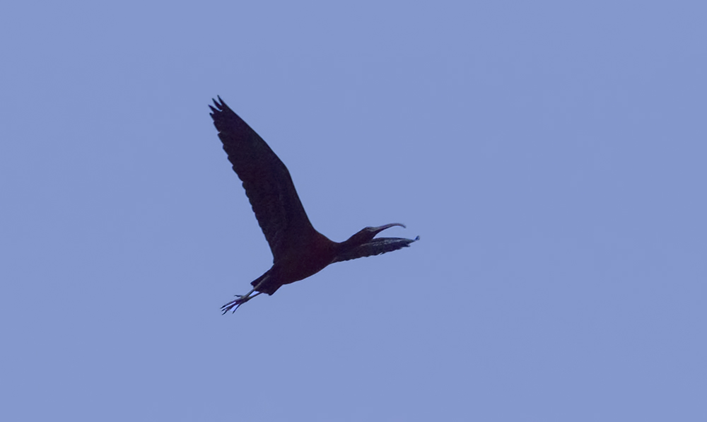 Glossy Ibis