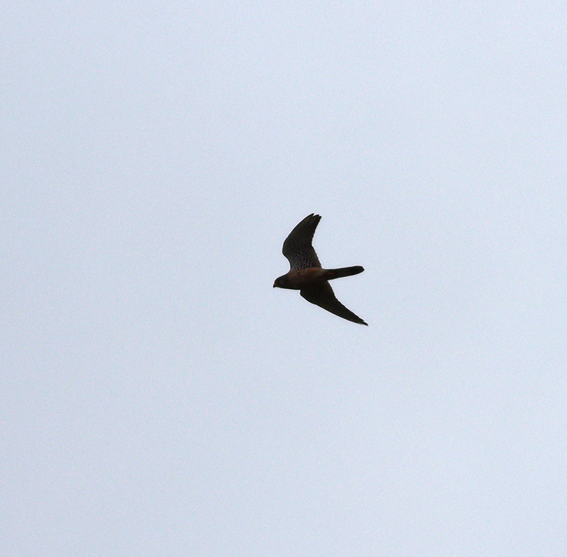 Common Kestrel