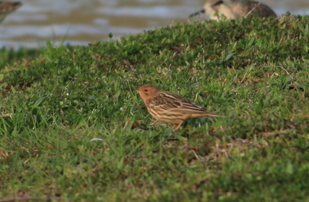 Red-throated Pipit