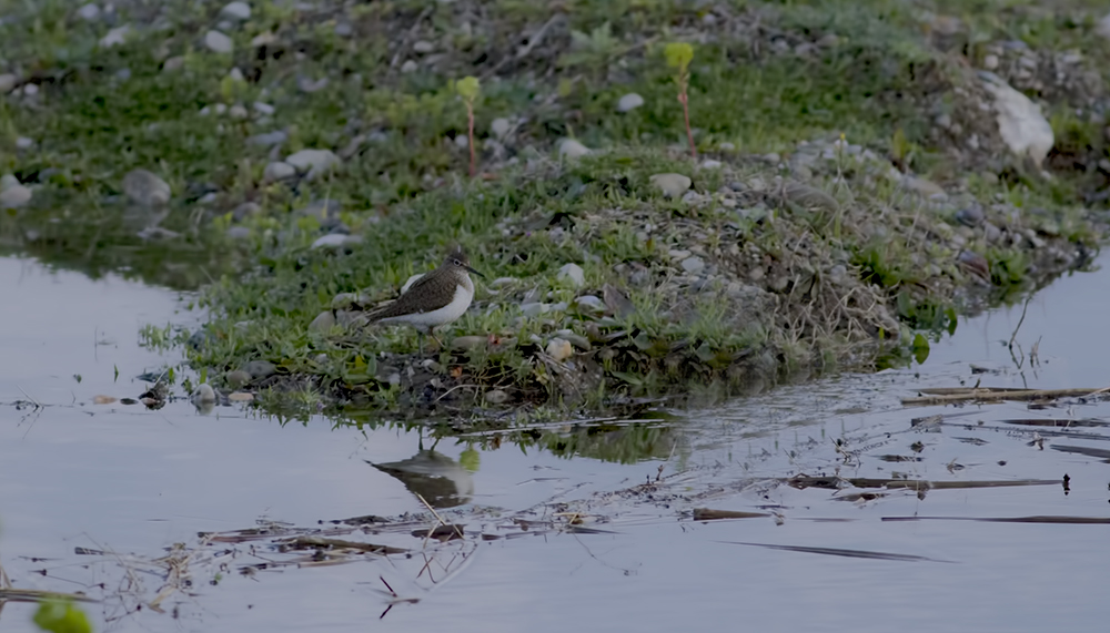 Common Sandpiper
