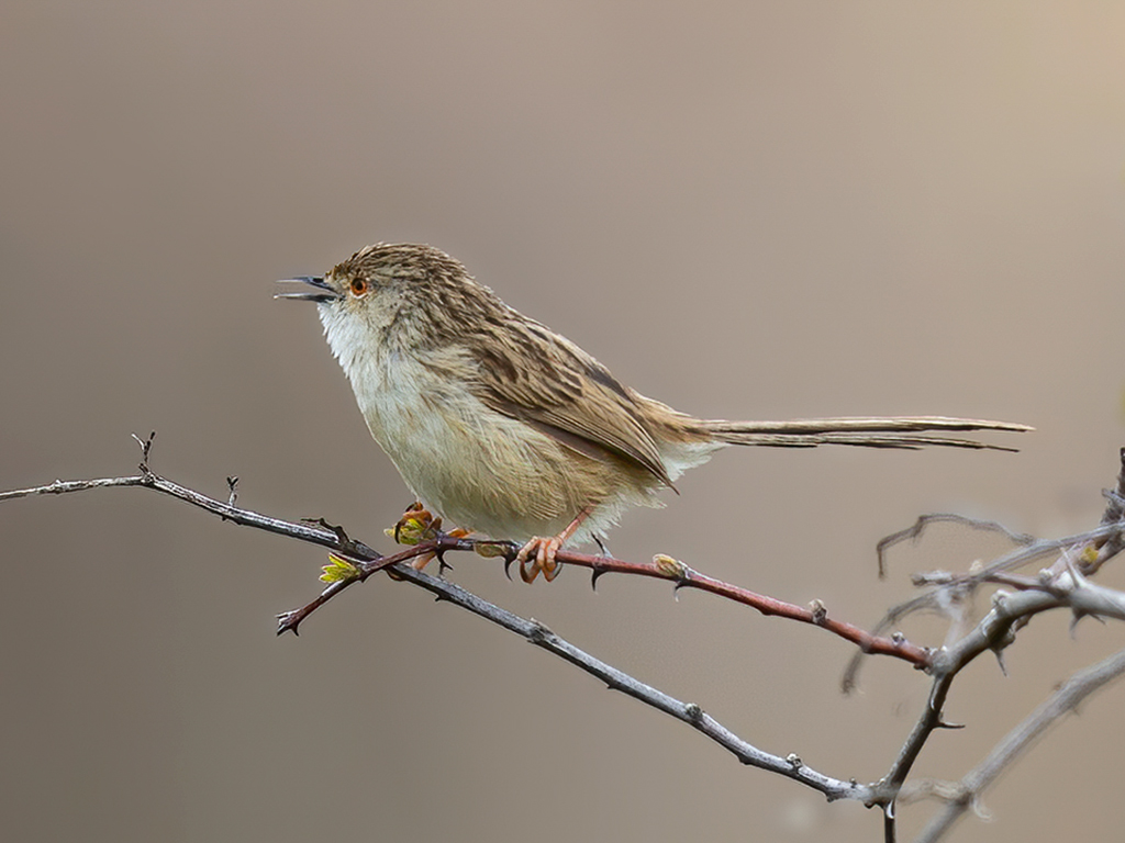 Delicate Prinia