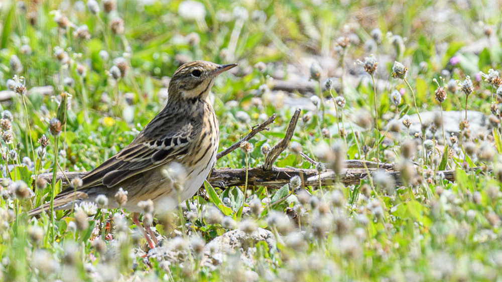 Tree Pipit