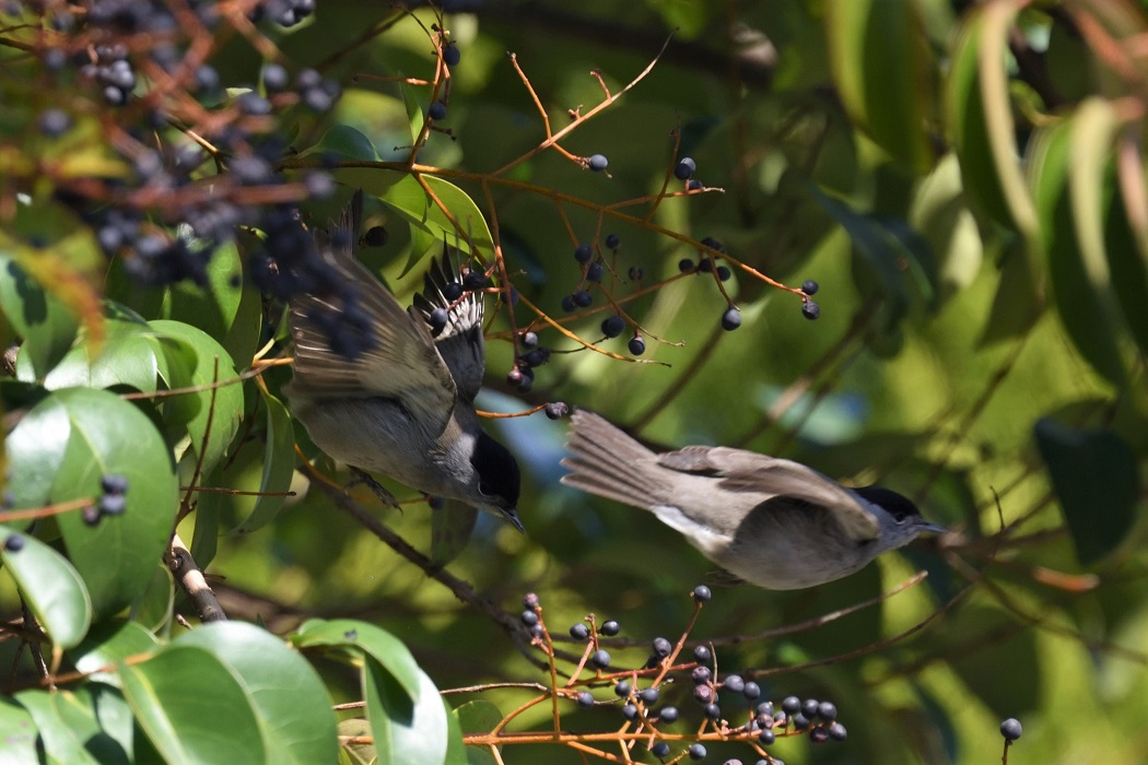Eurasian Blackcap