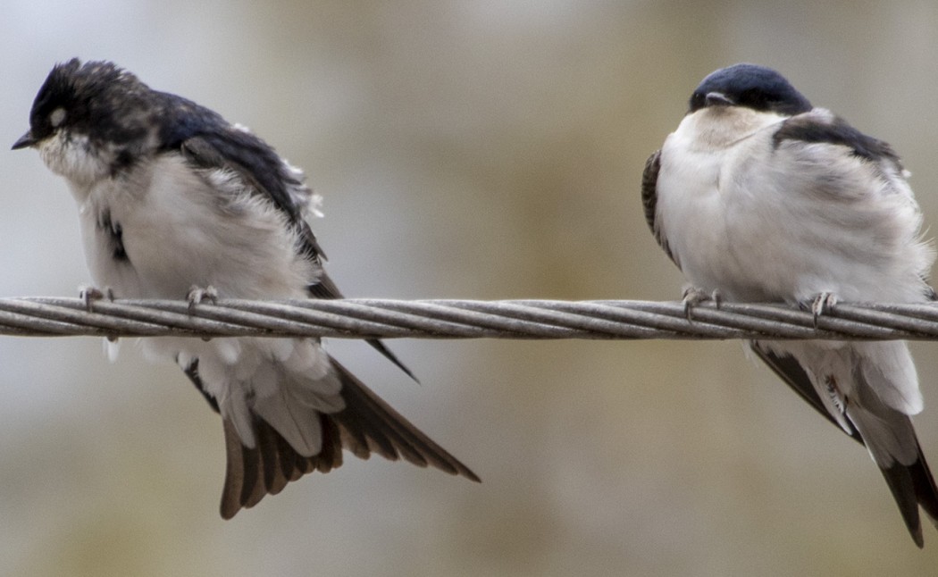 Western House Martin