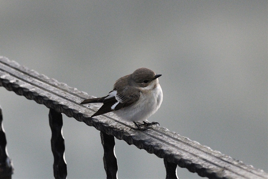 Semicollared Flycatcher