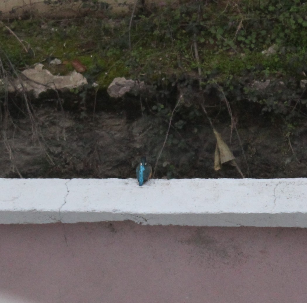 Common Kingfisher