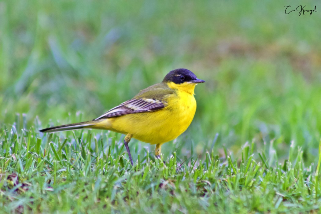 Western Yellow Wagtail