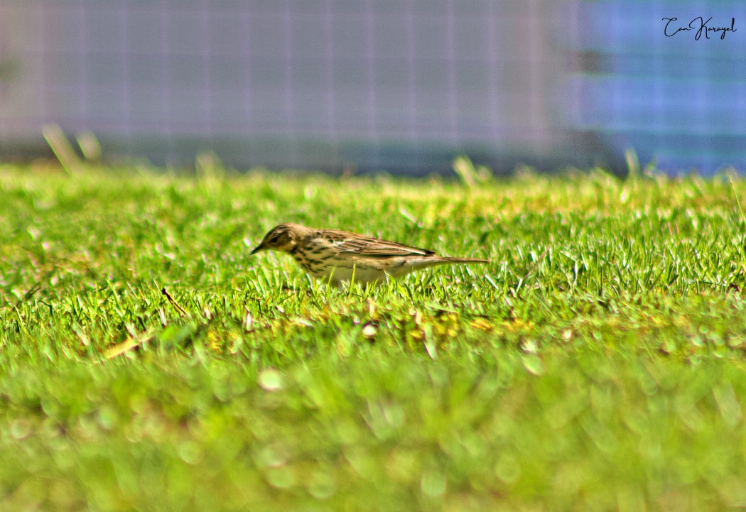 Tree Pipit