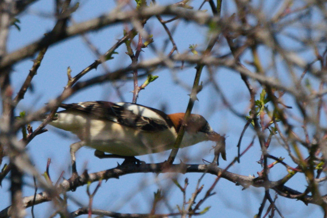 Woodchat Shrike