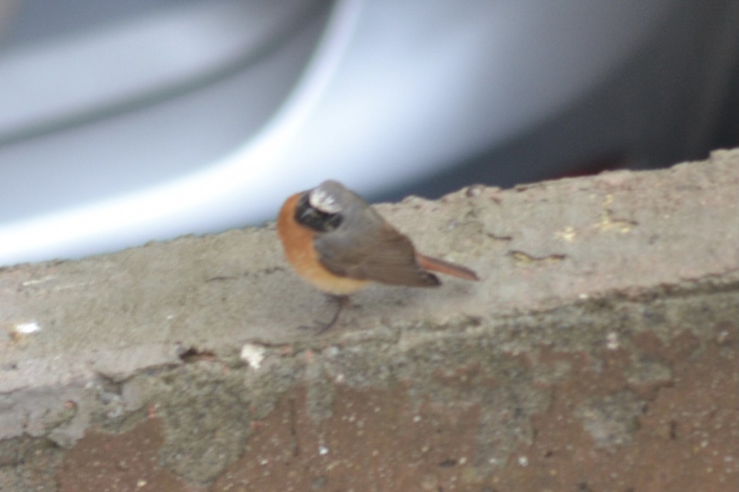 Common Redstart