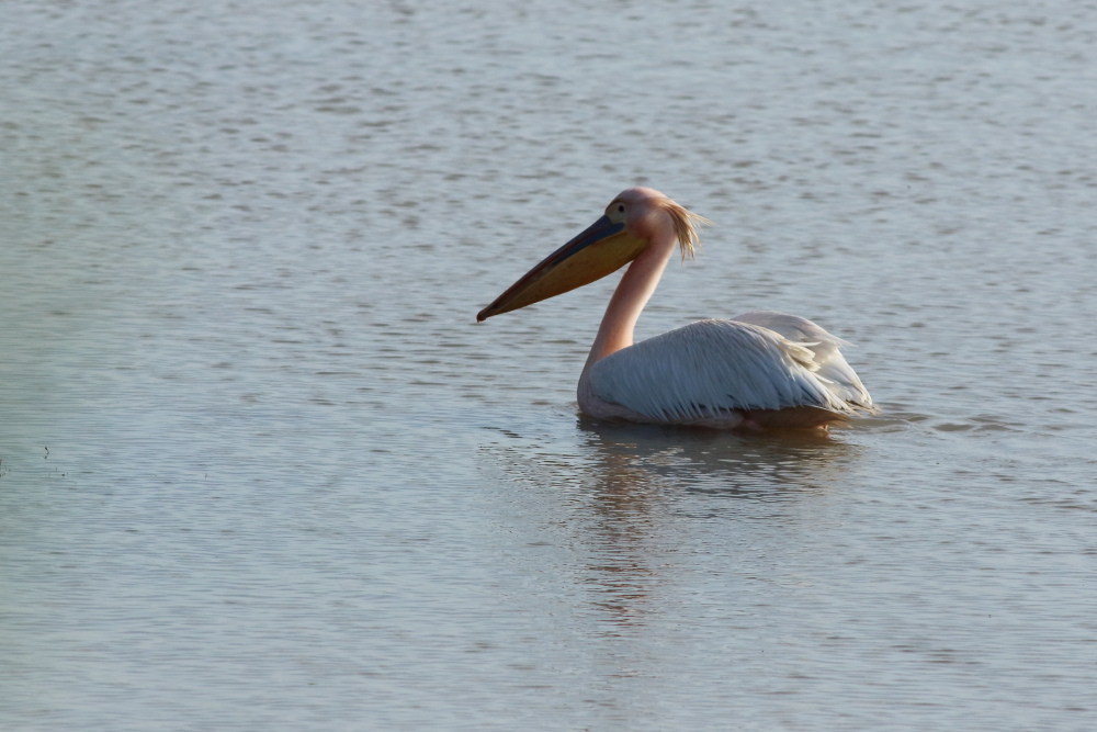 Great White Pelican