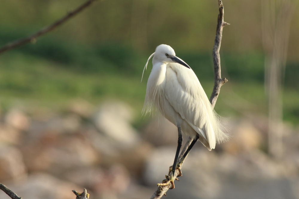 Little Egret