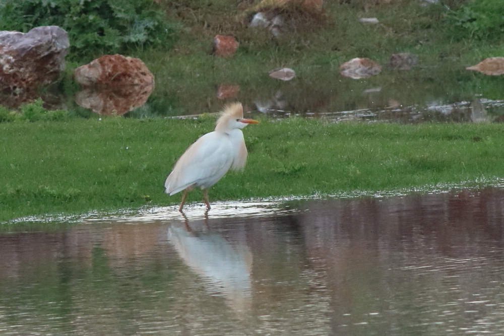 Western Cattle Egret