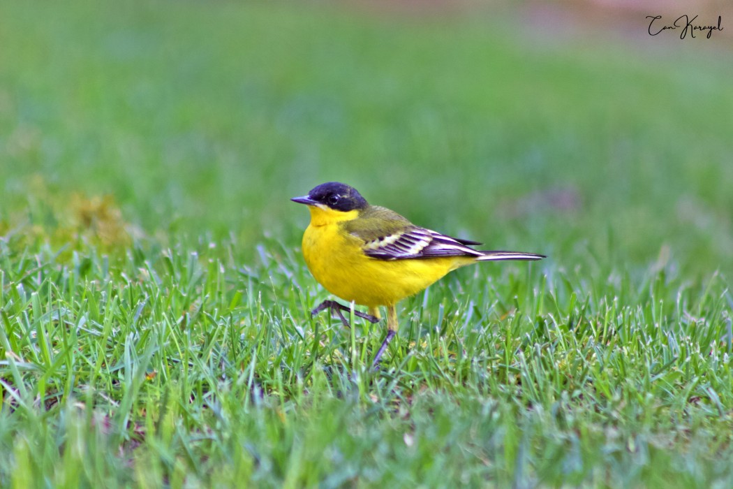 Western Yellow Wagtail