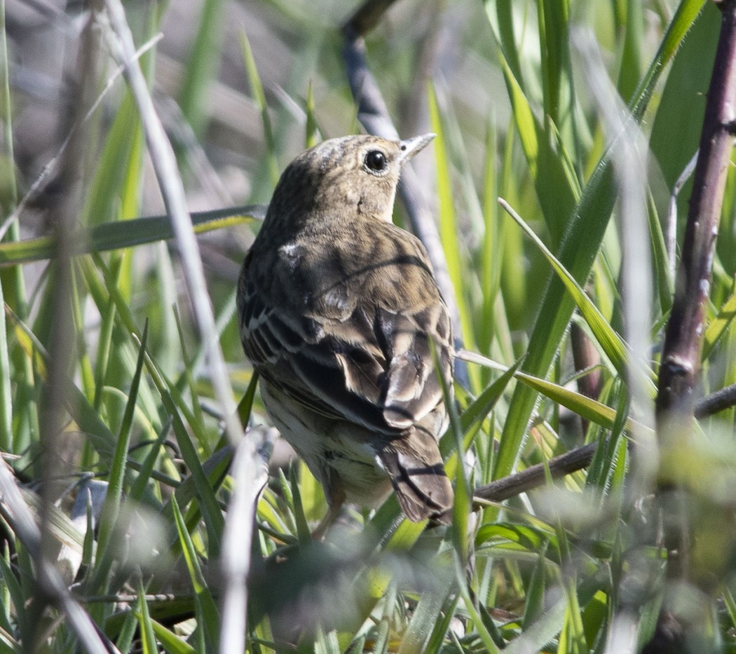 Tree Pipit