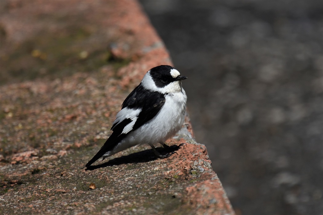 Collared Flycatcher
