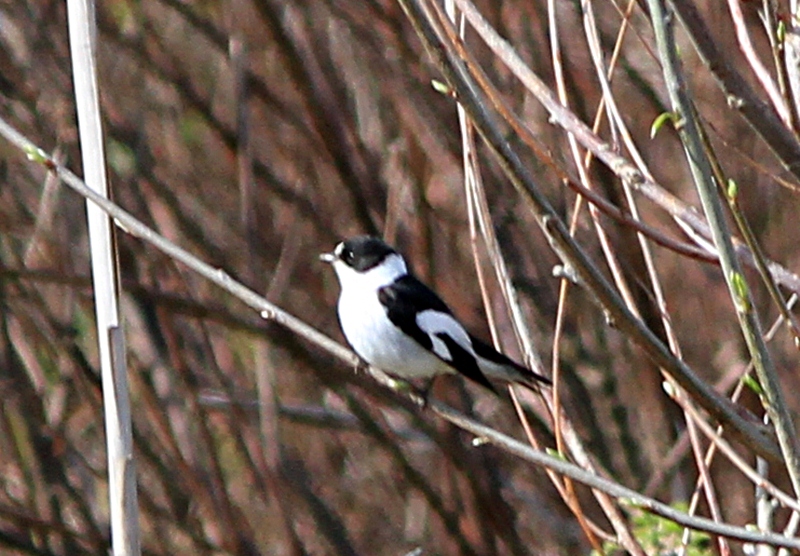 Collared Flycatcher