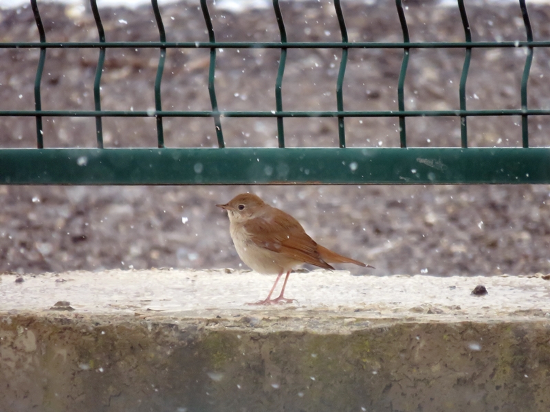 Common Nightingale