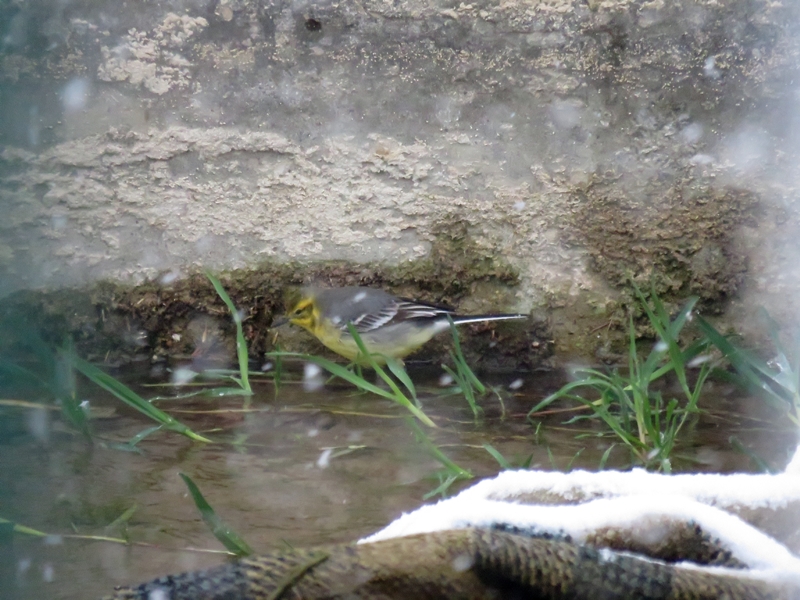 Citrine Wagtail