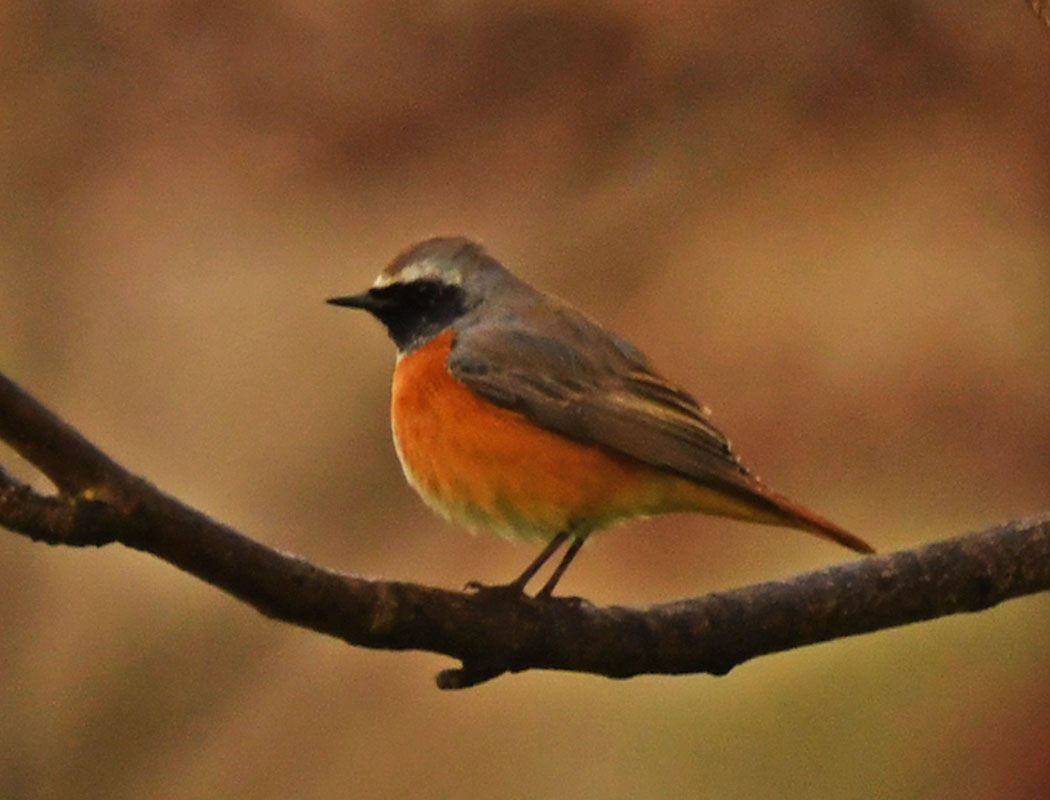 Common Redstart
