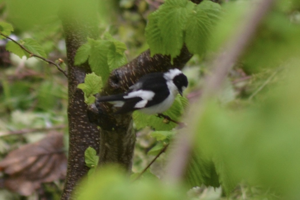 Collared Flycatcher