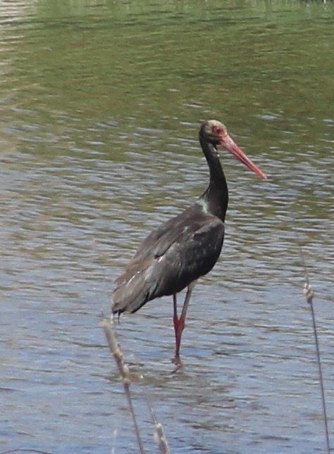 Black Stork