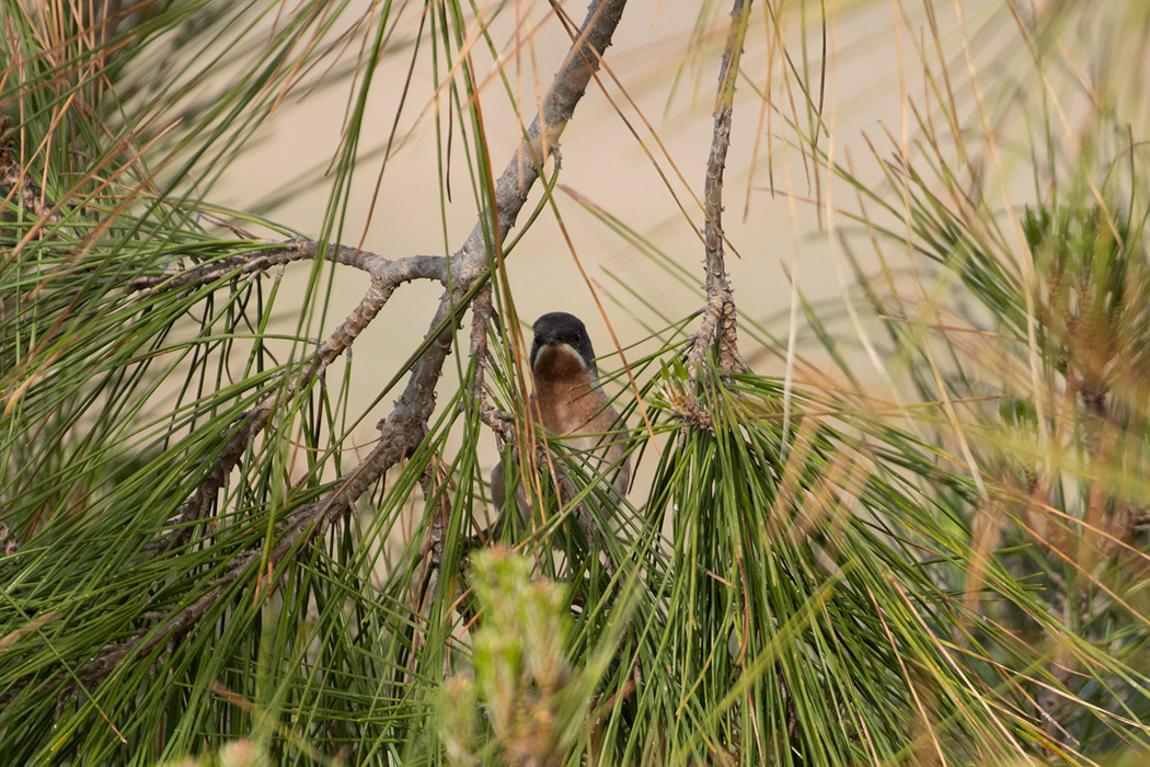 Subalpine Warbler