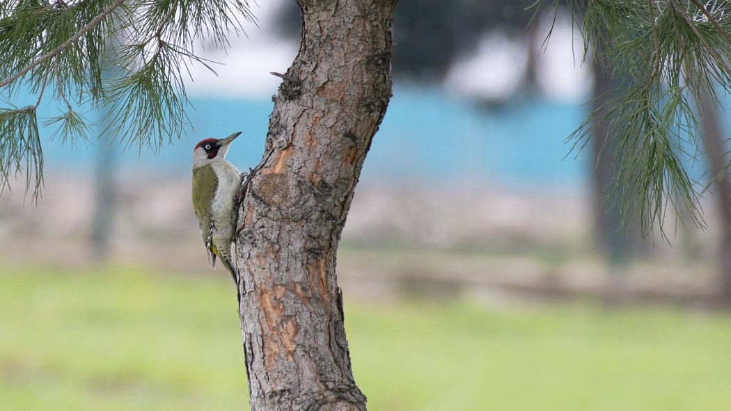 European Green Woodpecker