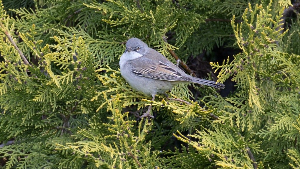 Common Whitethroat