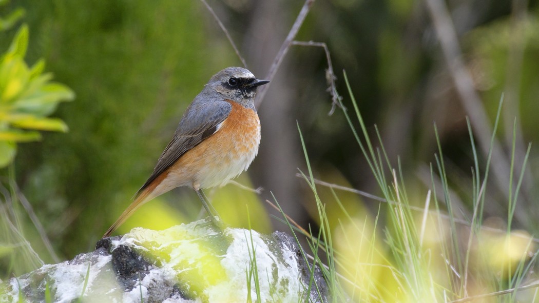 Common Redstart
