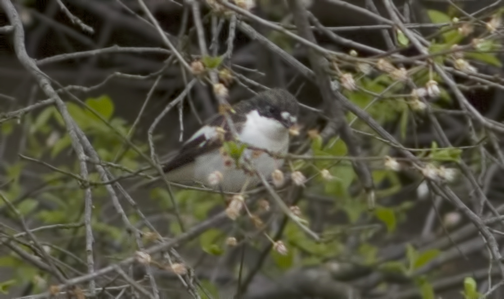 European Pied Flycatcher