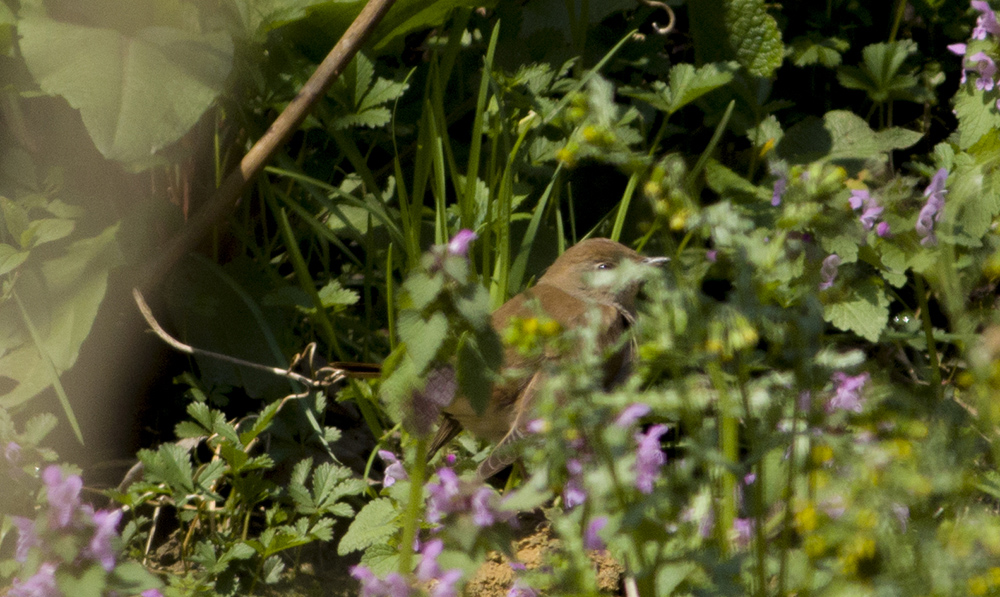 Common Nightingale