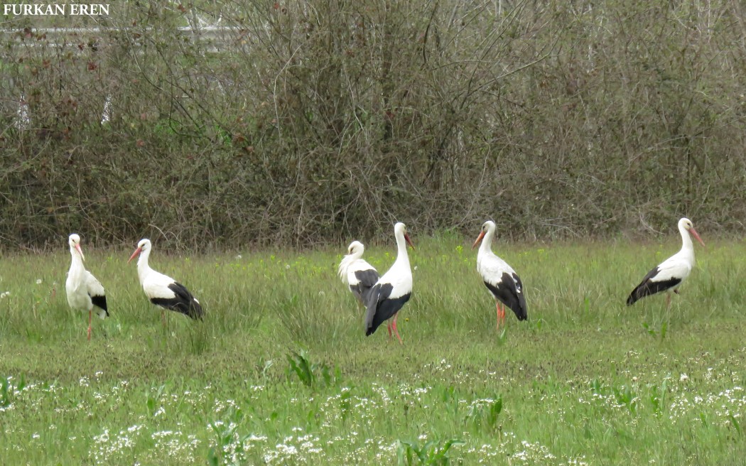 White Stork