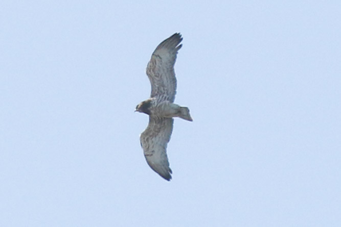 Short-toed Snake Eagle