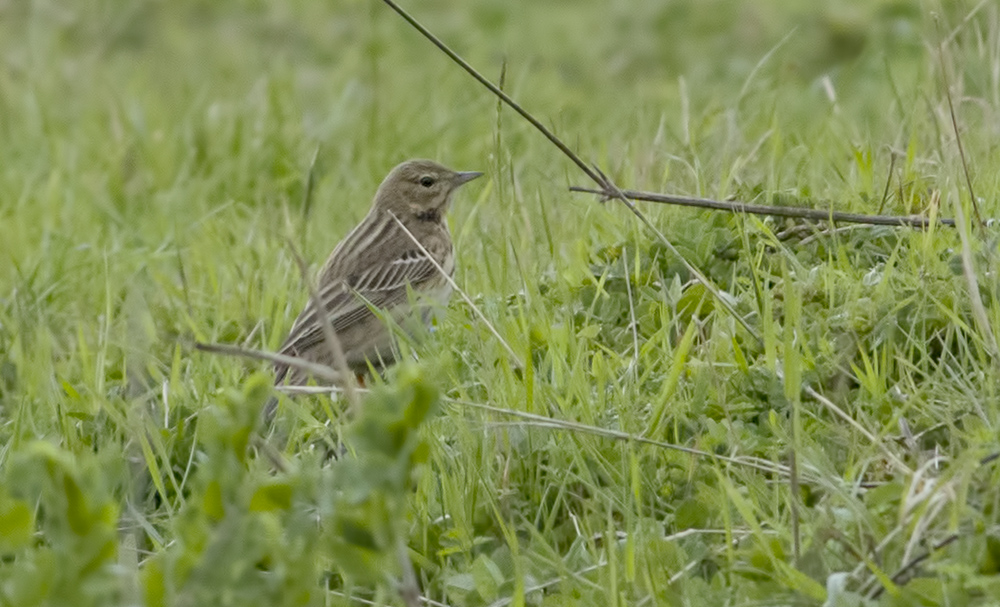 Tree Pipit