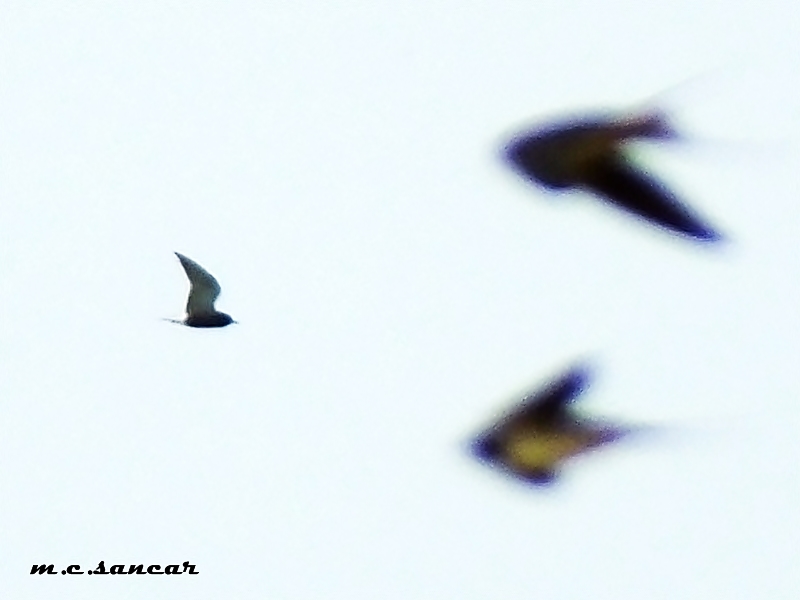 Black Tern